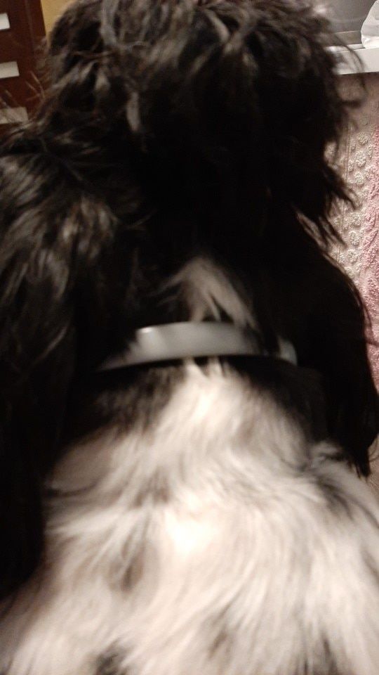 Customer photo review of Copy of Anti Bugs Pets Collar Waterproof 8 Month Protection