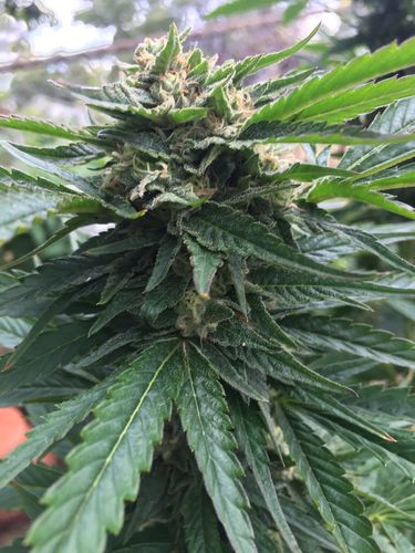 Customer photo review of Root Spa DWC 4 Bucket System with Air Pump (5 Gallon Buckets)