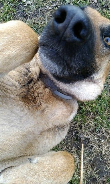 Customer photo review of Copy of Anti Bugs Pets Collar Waterproof 8 Month Protection