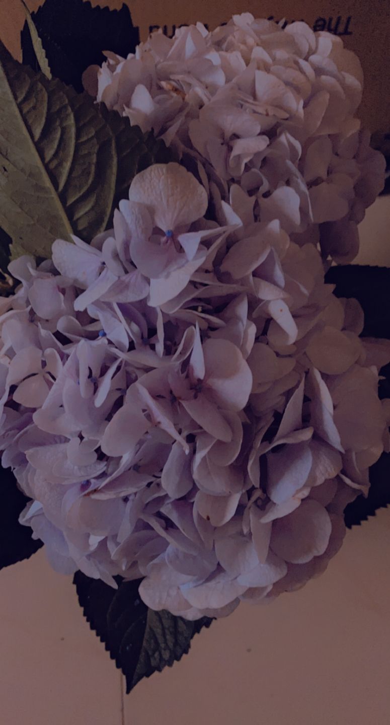 Customer photo review of Hydrangea