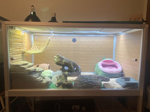 Customer photo review of 4'x2'x2' Wood Panel Bearded Dragon Enclosure by Zen Habitats