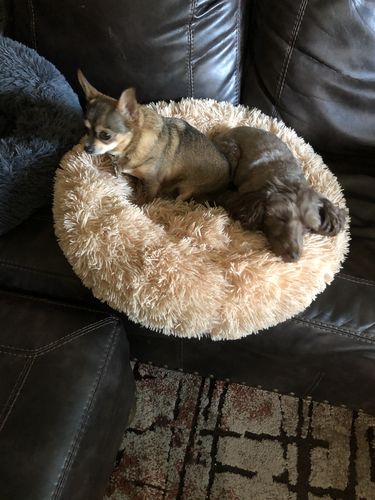 Customer photo review of Comfy Pet Bed Calming High Stretch Soft Faux Fur for Dogs &  Cats