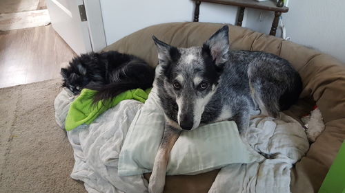 Customer photo review of Pet MD Calming Hemp Soft Chews with Hemp Seed, Chamomile, L-Tryptophan, and Melatonin for Dogs - 120 Count