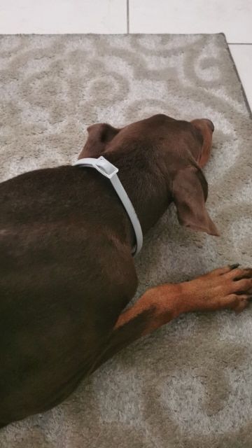 Customer photo review of Copy of Anti Bugs Pets Collar Waterproof 8 Month Protection
