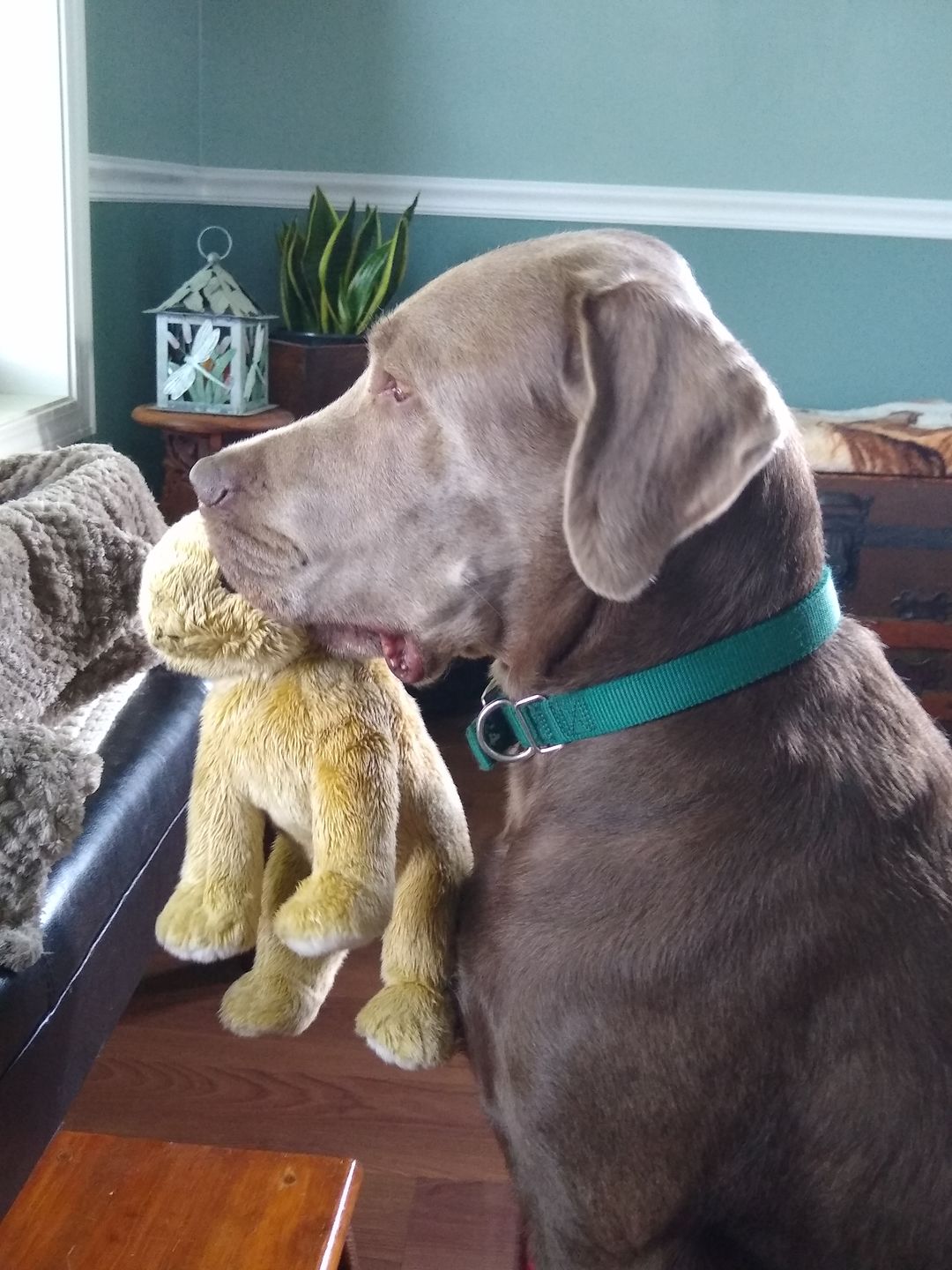 Customer photo review of Advanced Hip and Joint Supplement for Dogs With Glucosamine, Chondroitin, MSM, & Organic Turmeric - 120 ct
