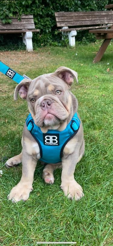 Customer photo review of Nylon Snap Hook Lead | Series 2 - Light Blue