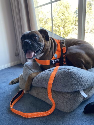 Customer photo review of Custom Name Patch For Dog Harness