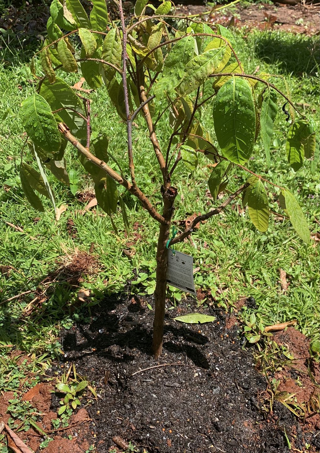 Customer photo review of Longanberry
