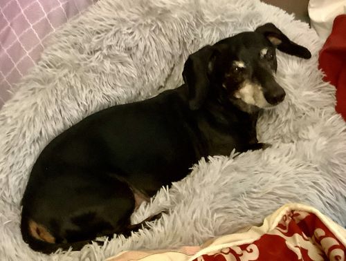 Customer photo review of Comfy Pet Bed Calming High Stretch Soft Faux Fur for Dogs Cats