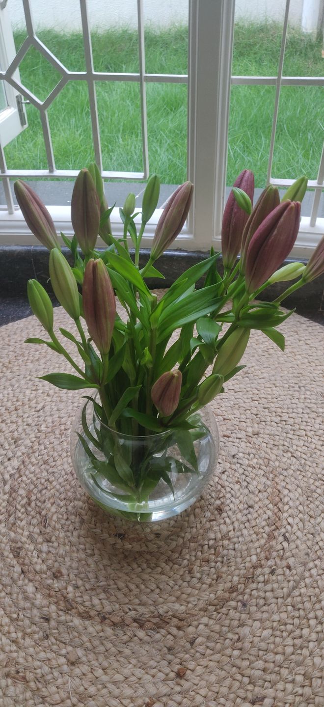 Customer photo review of Asiatic Lily