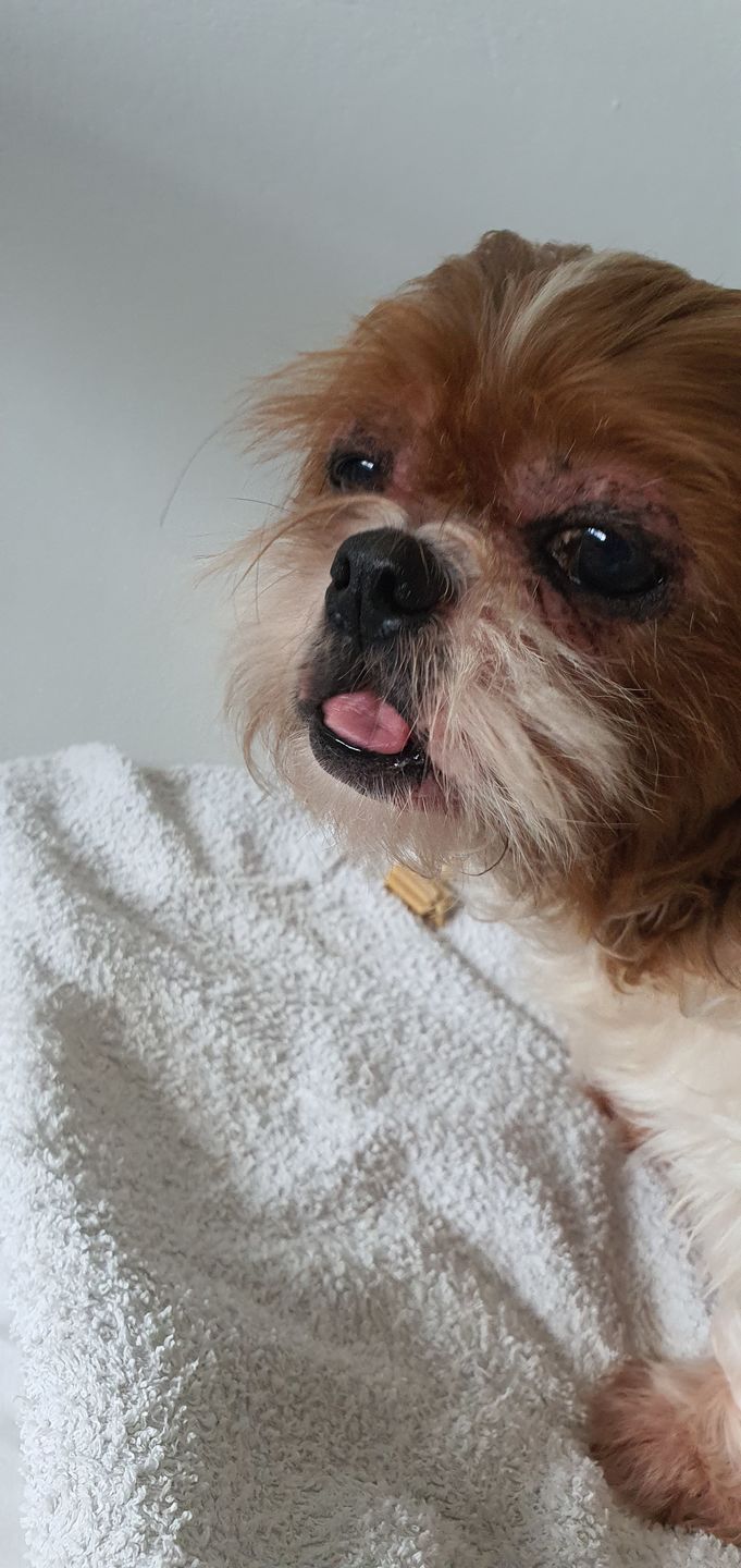 Customer photo review of arrr Dental Chew