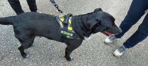 Customer photo review of Pfotenlove - Anti-Zug Sicherheitsleine – Premium Ausgabe