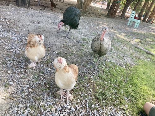 Customer photo review of GrubTerra Dried Larvae