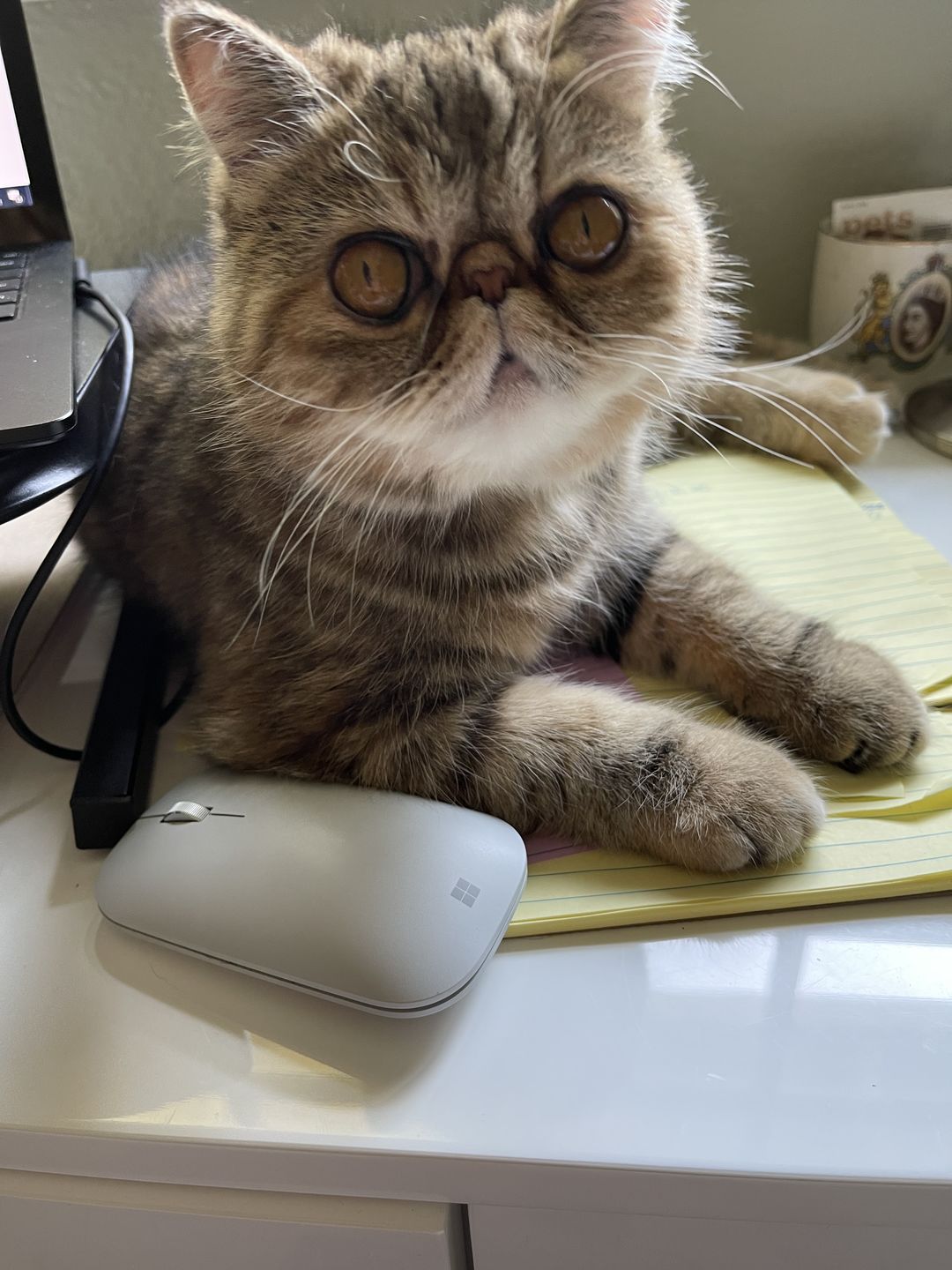 Customer photo review of Dog and Cat Salmon Ball Treats