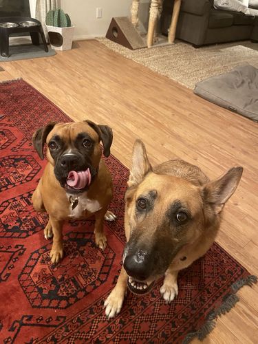 Customer photo review of Pup Wax Original Dog Nose Balm and Paw Wax