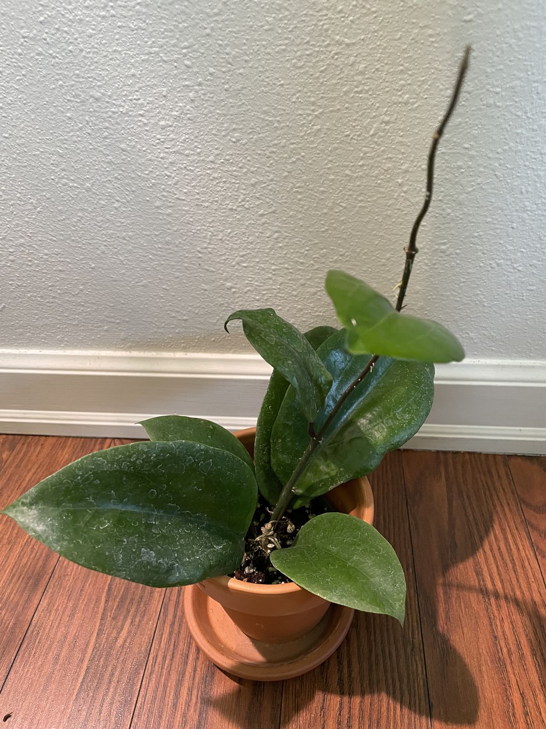 Customer photo review of 3" Hoya Surigaoensis | Collector's Series