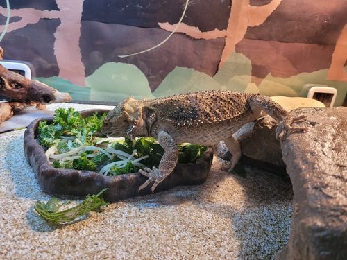 Customer photo review of GrubTerra Fresh Black Soldier Fly Larvae for Reptiles