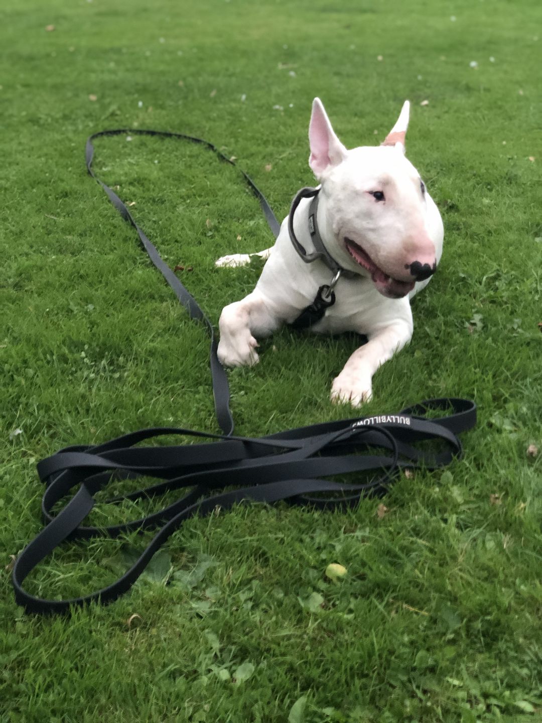 Customer photo review of Billowthane® Recall Lead - 10m | Waterproof & Anti-Rust - Matte Black | Series 2