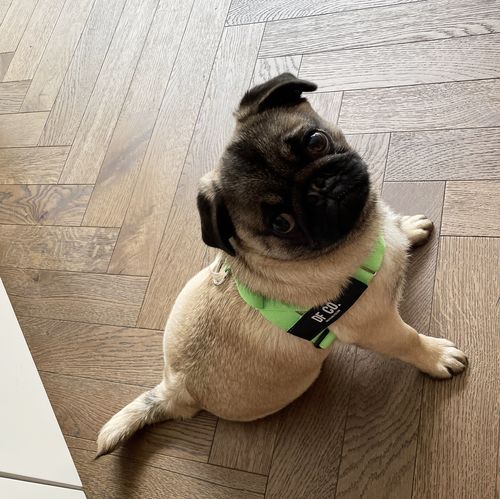 Customer photo review of DF Co. Neon Green Dog Harness