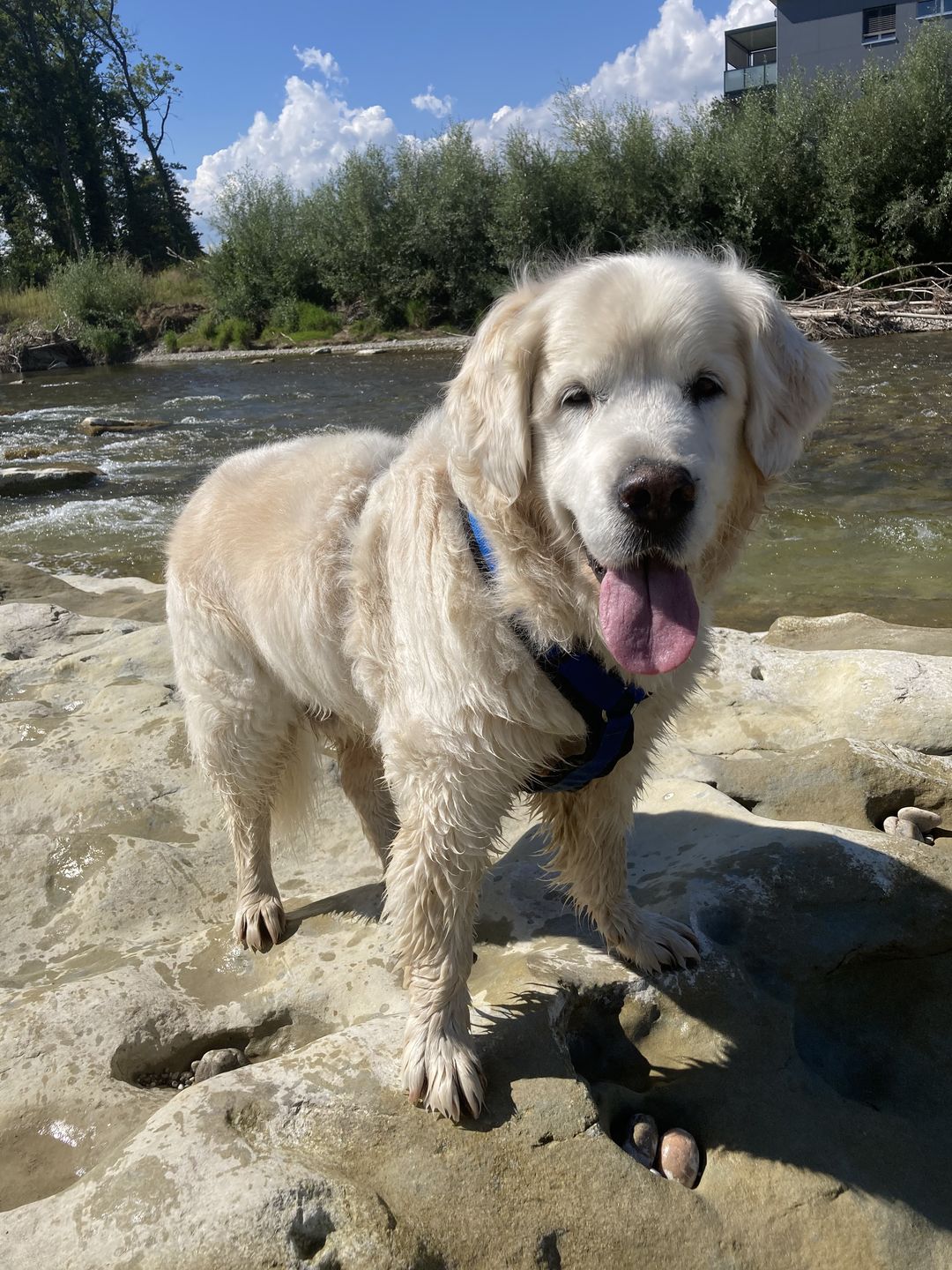 Customer photo review of Hundekekse - Kürbis-Huhn - 2 mg CBD - Total 480 mg CBD