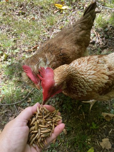 Customer photo review of GrubTerra Dried Larvae