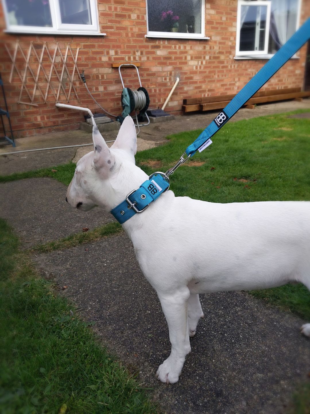 Customer photo review of Nylon Snap Hook Lead | Series 2 - Light Blue