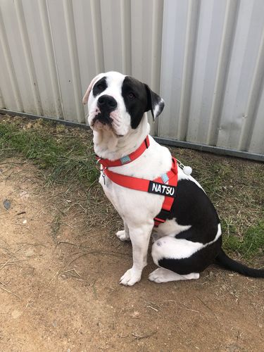 Customer photo review of DF Co. Red Dog Harness