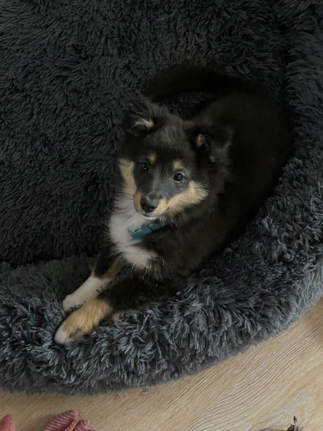 Customer photo review of Hunde Trinkflasche inkl. Futterbehälter