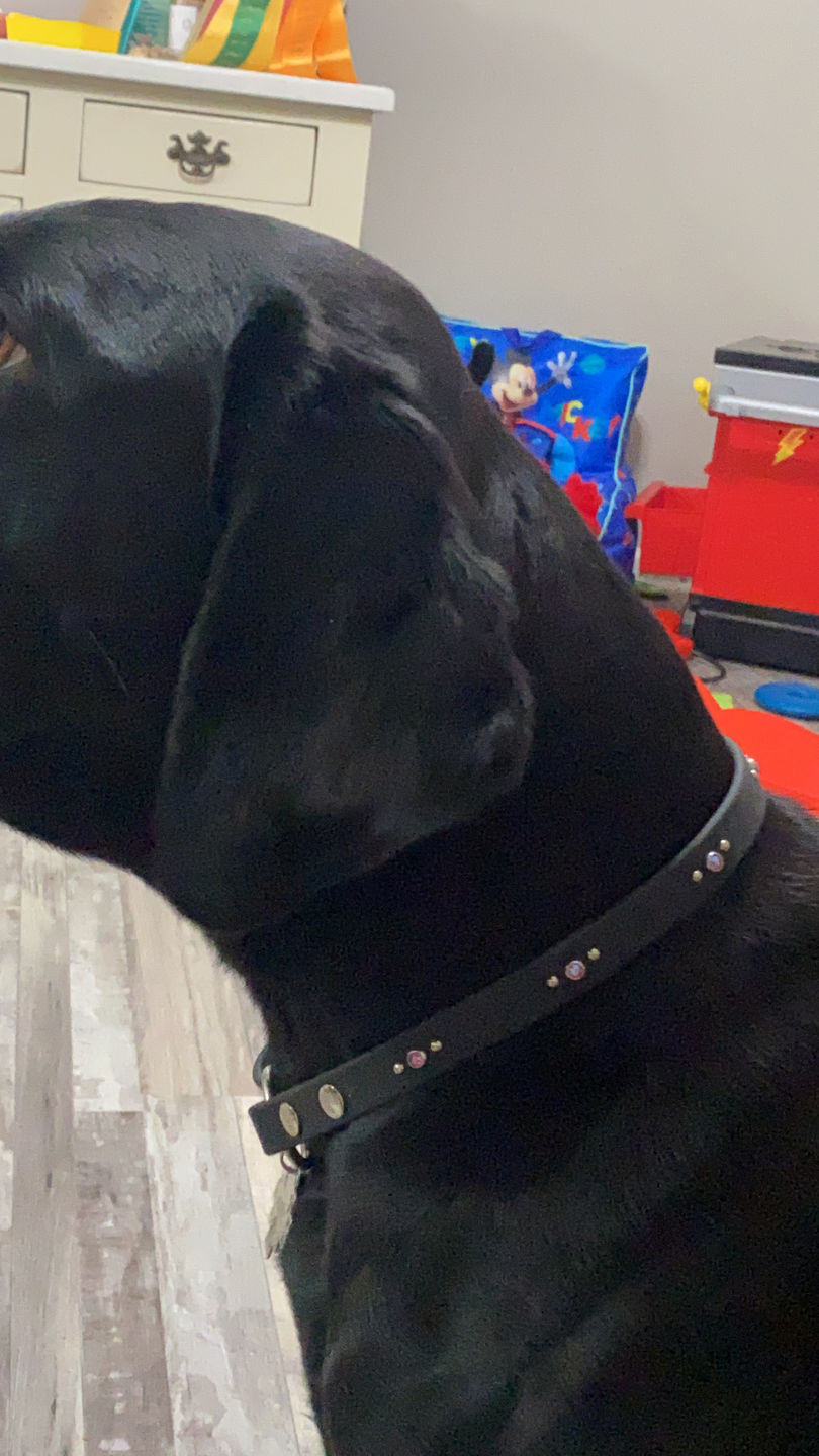 Customer photo review of House Collar