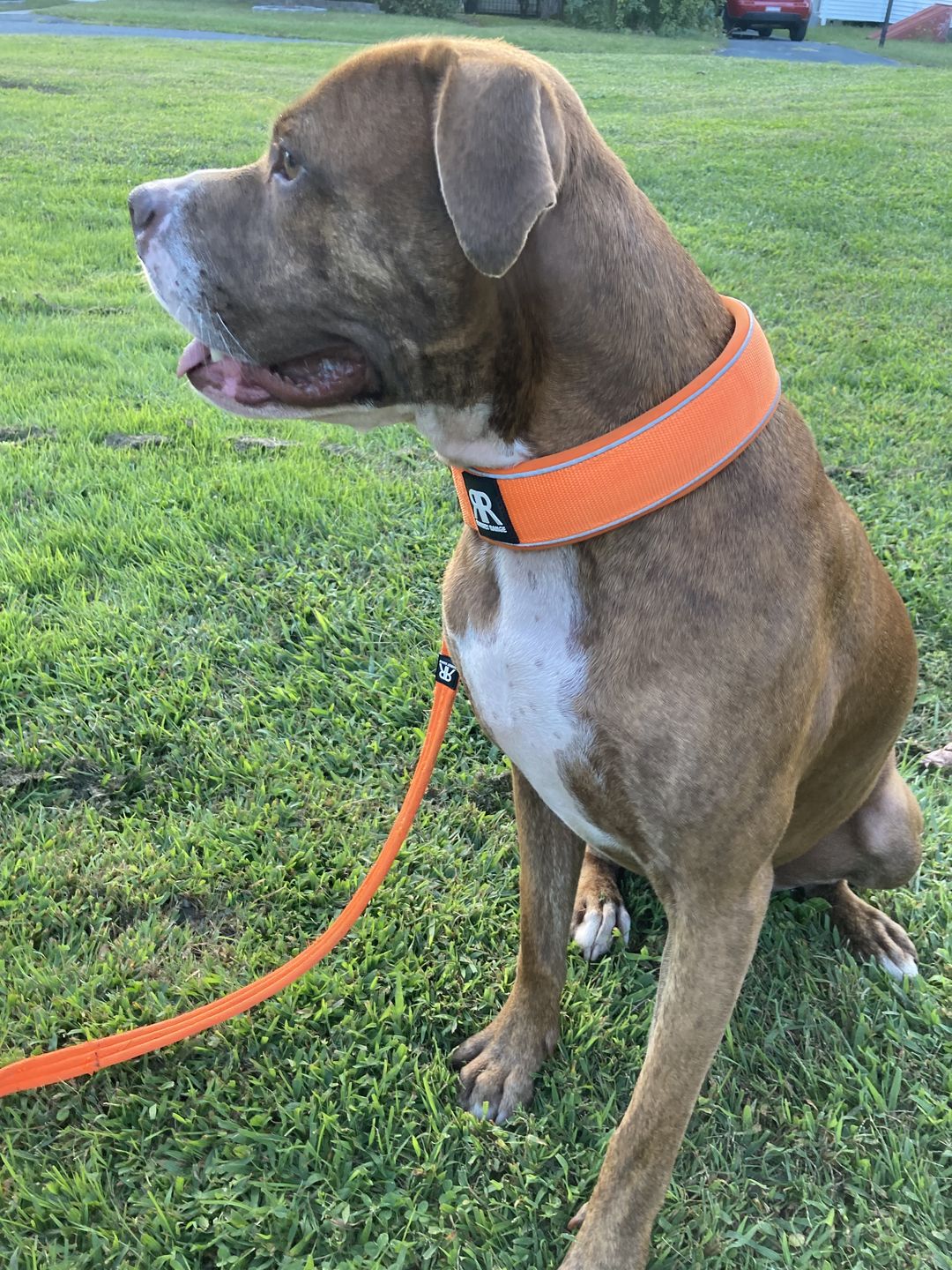 Customer photo review of 5cm RR Collar | Soft Padded & Reflective | Series 2 - Orange