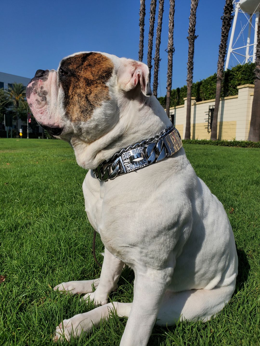 Customer photo review of THE GOLIATH