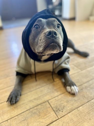 Customer photo review of Olive Cream Dog Hoodie