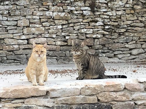 Avis photo d'un client sur Pâtée Chat Stérilisé Sans Céréales - Poulet