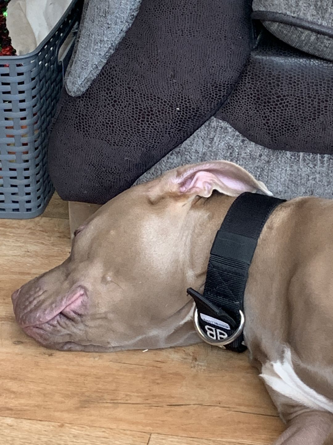 Customer photo review of 4cm Nylon Dog Collar - Black v2.0