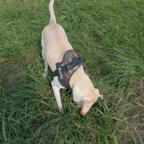 Customer photo review of Pfotenlove - Personalisiertes Anti-Zug Sicherheitsgeschirr – Premium Ausgabe