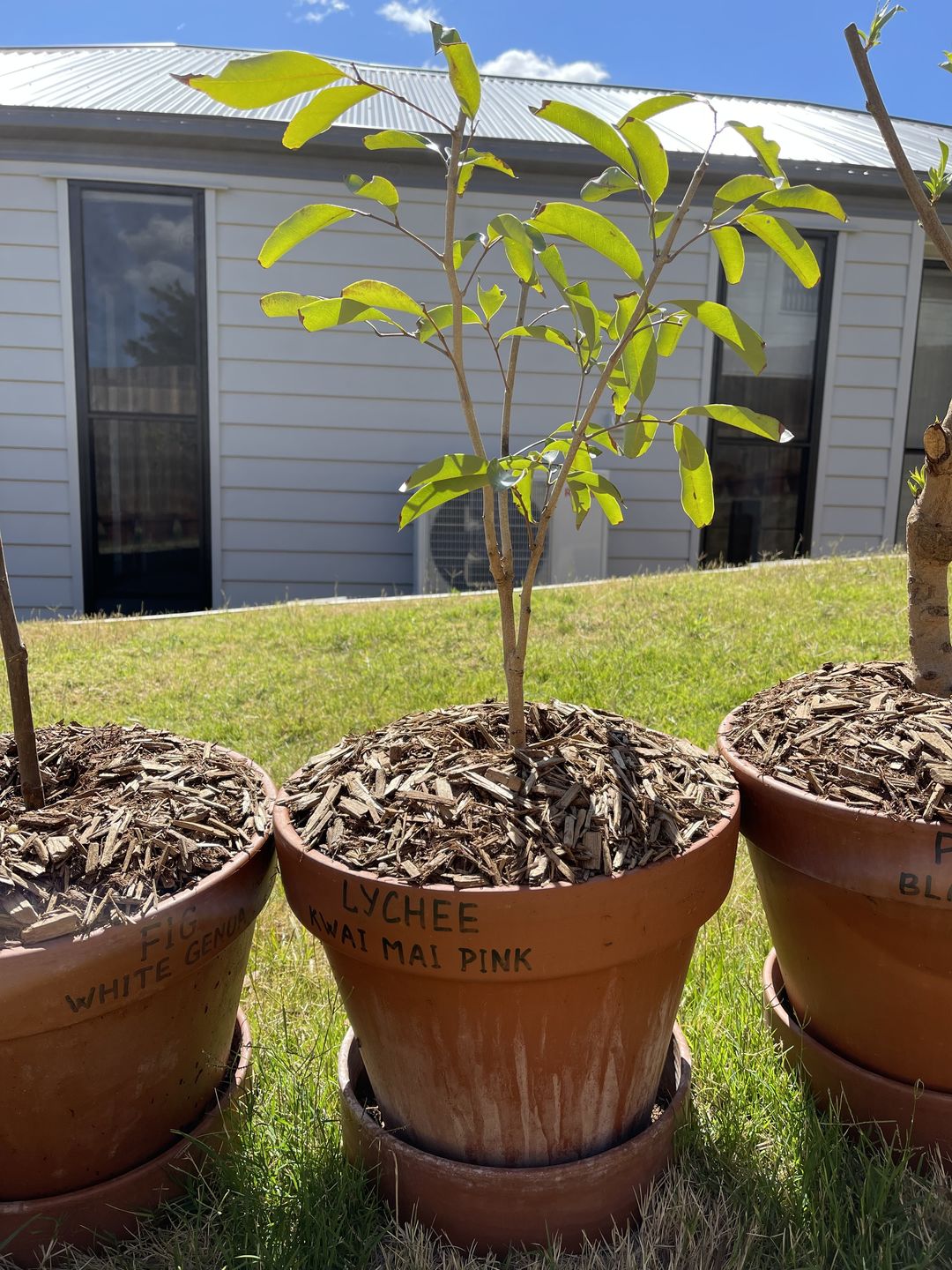 Customer photo review of Semi Dwarf Lychee - Kwai Mai Pink