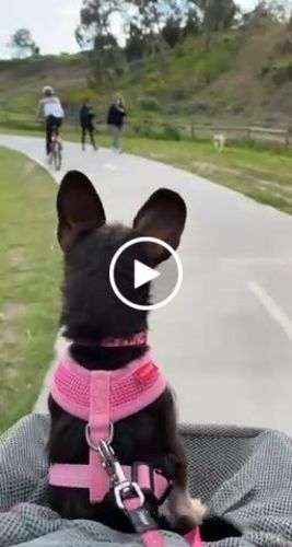Customer video review of All In One Pet Carrier Bag | Dog Bike Basket | Backpack for Dogs & Cats | Car Booster Seat