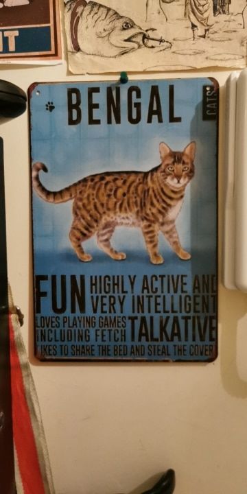 Customer photo review of Cutie Catz Vintage Style Cat Poster