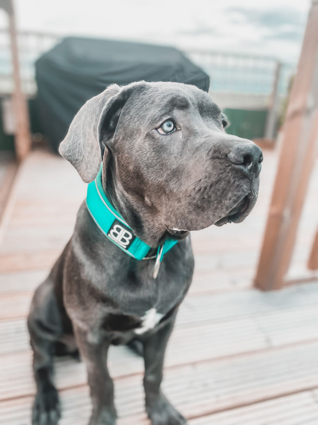 Customer photo review of 5cm RR Collar | Soft Padded & Reflective | Series 2 - Turquoise