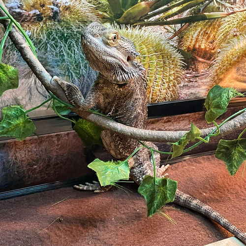 Customer photo review of GrubTerra Fresh Black Soldier Fly Larvae for Reptiles