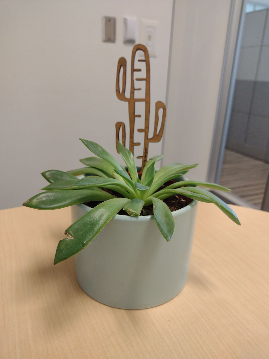 Customer photo review of Cactrella - Plant trellis inspired by the Barrel Cactus