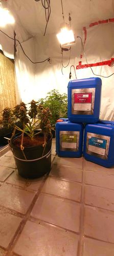 Customer photo review of Mad-Lab Nutrients Basic Kit