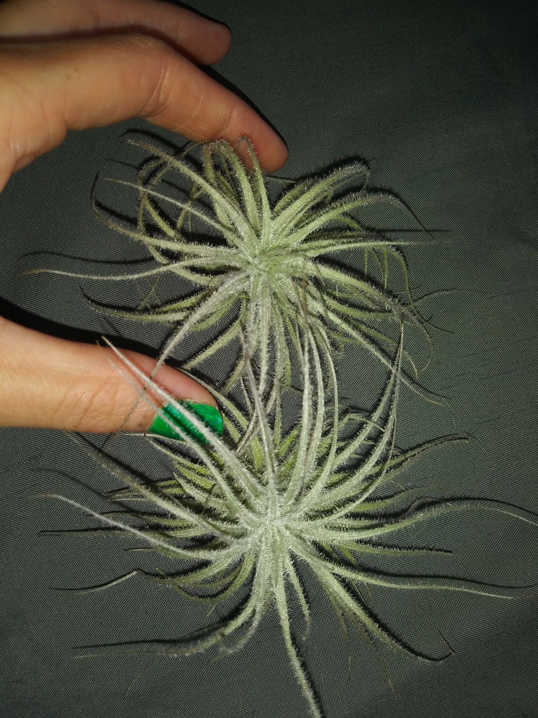 Customer photo review of Tectorum Ecuador  (AKA Snowball)