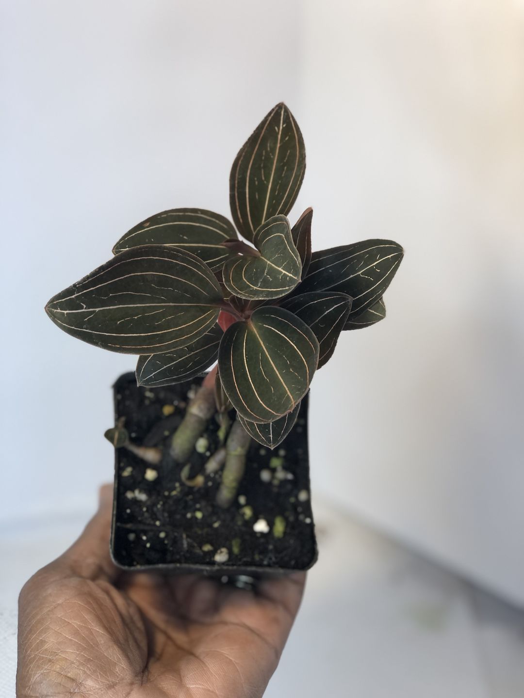 Customer photo review of 3" Orchid Ludisia discolor