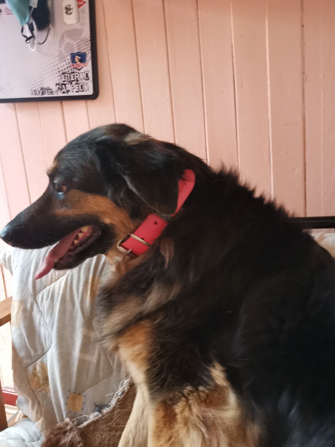 Customer photo review of Collar Duke Fucsia Corrugado/Gris