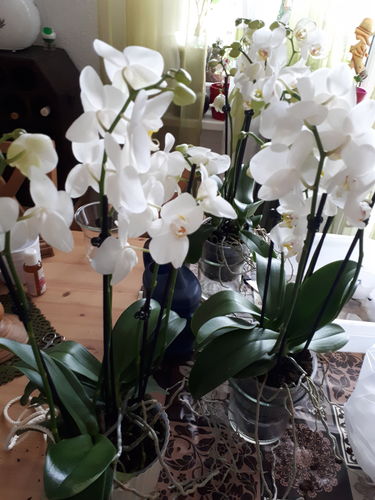 Customer photo review of Two of Us - Allen mit orangenen Blüten und 4 Stielen