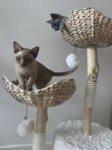Customer photo review of Furrytail Selected Real Wood Cat Tree