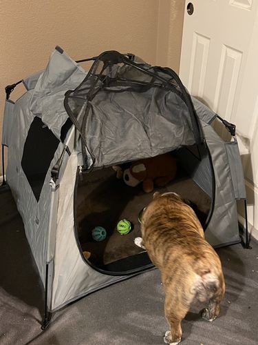 Customer photo review of Pop N' Go® Pets