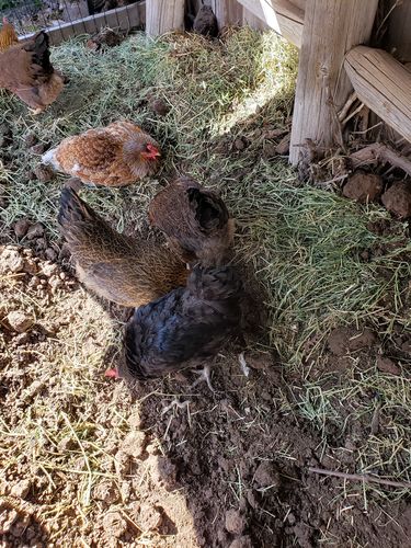 Customer photo review of GrubTerra Dried Larvae