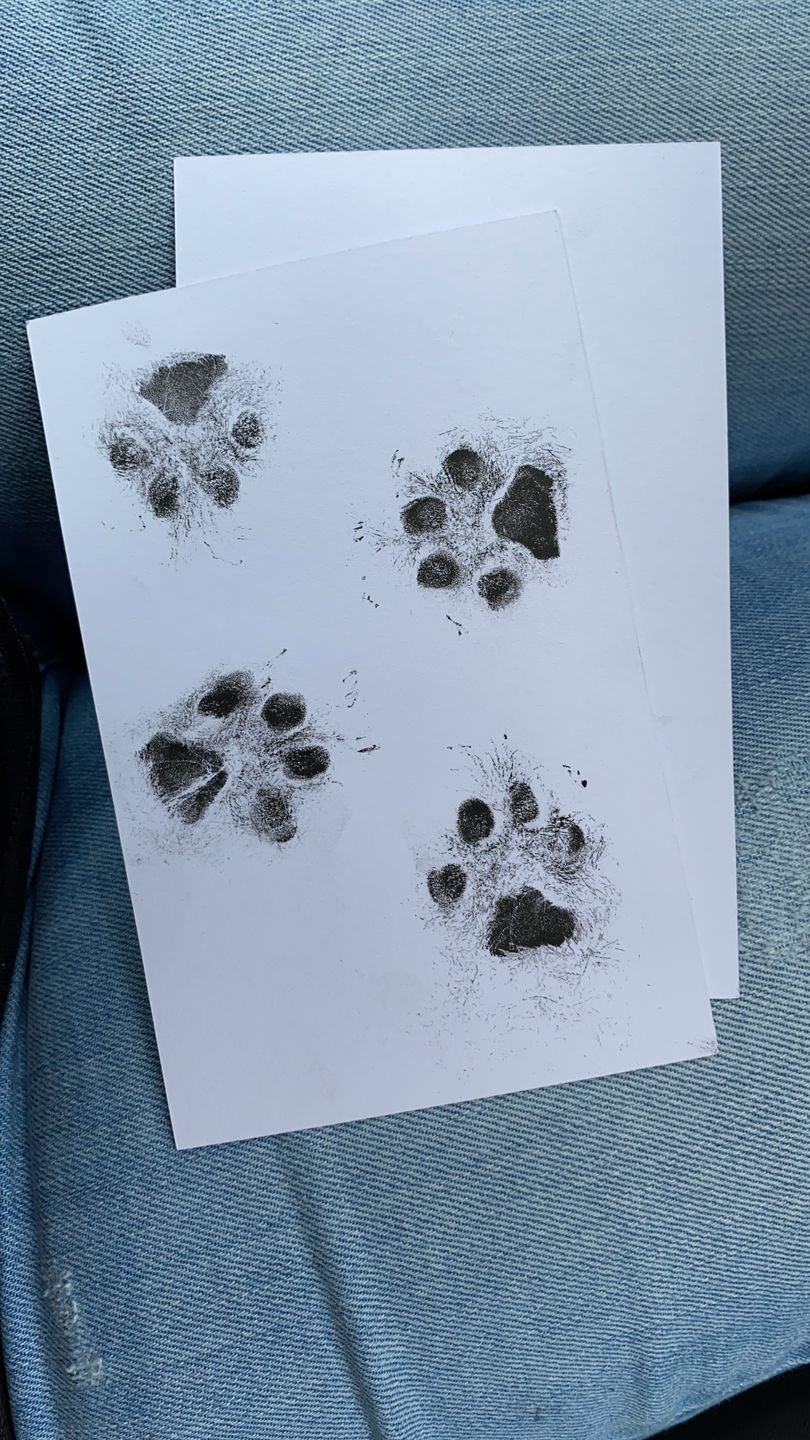 Customer photo review of 2-Pack Hand & Footprints Inkless Ink Pads
